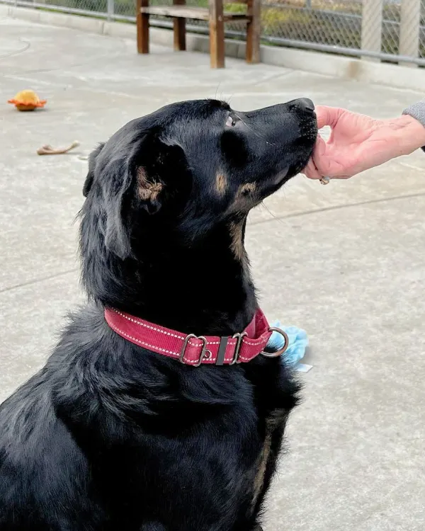 Jimmy, a neutered male, black and brown German Shepherd Dog