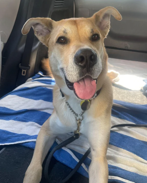 Max is a loving, energetic, smart dog who enjoys being around people and other dogs.