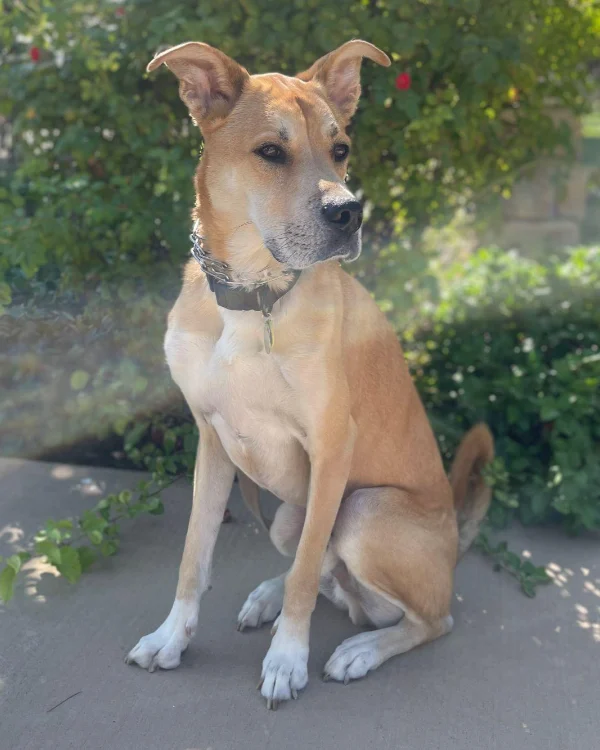 Max is a loving, energetic, smart dog who enjoys being around people and other dogs.