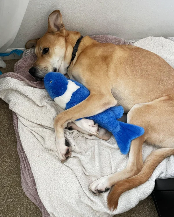 Max is a loving, energetic, smart dog who enjoys being around people and other dogs.
