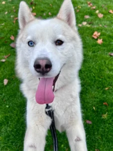 Beefcake, a neutered male, white and black Siberian Husky