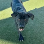 Joy, a black brindle Cane Corso