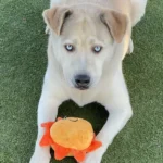 King Arthur, a yellow and white Siberian Husky mix