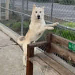 Utah, a male, white and black Siberian Husky and German Shepherd Dog