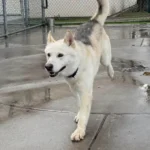 Utah, a male, white and black Siberian Husky and German Shepherd Dog