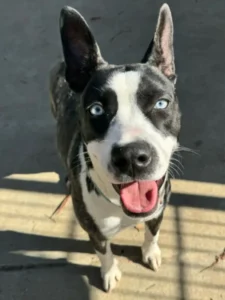 Whitney, a brown brindle and white Australian Kelpie mix