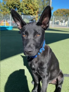 Wyatt, a black and white German Shepherd Dog mix