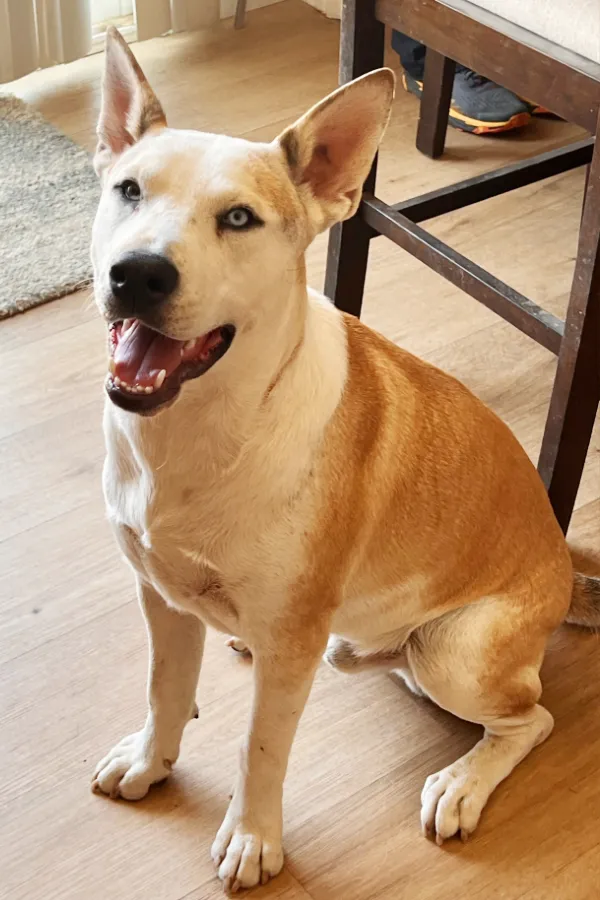 Niko, a Labrador Retriever/Alaskan Malamute mix