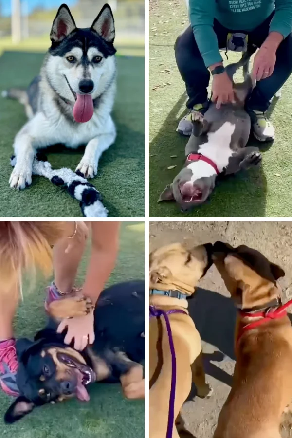 Composite of dogs being played with and trained outdoors at Sunday School