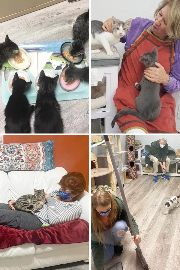 montage of volunteers feeding, playing, caring and cleaning for cats
