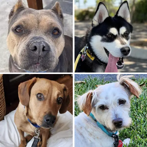 portrait of four different dog breeds