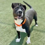 Aditi, a female, black and white Pit Bull Terrier mix