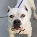 Beru, a female, white and black Dogo Argentino and American Pit Bull Terrier