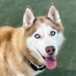 Cobalt, a brown and white Siberian Husky