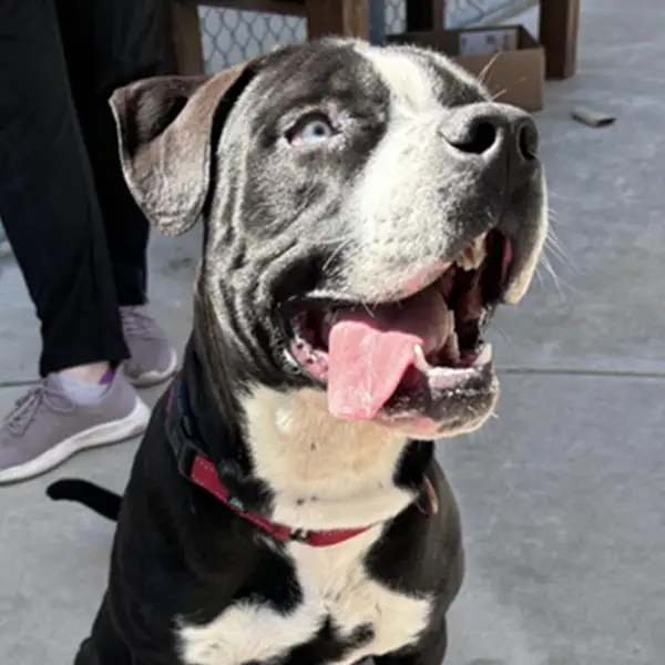 Eric, a male, black and white Pit Bull Terrier