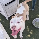 Frank, a male, white and tan Pit Bull Terrier