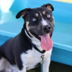 Johnny Depp is a neutered male, black and white Pit Bull Terrier and Siberian Husky