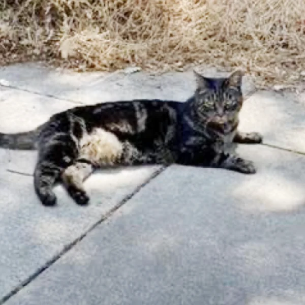 Kiki, a two-month old tabby kittens
