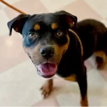 Mahi Mahi, a male, tricolor Rottweiler mix