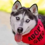 Marley, a a female, gray and white Siberian Husky