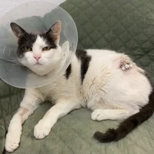 Cat that required medical treatment