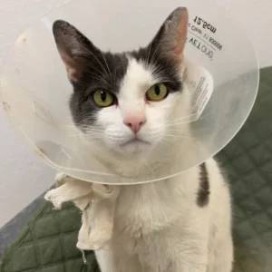 Cat that required medical treatment