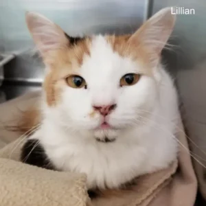 Lillian the cat