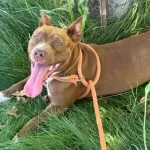 Skittles, a female, brown and white Pit Bull Terrier