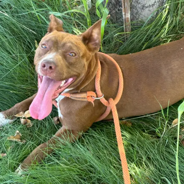 Skittles, a female, brown and white Pit Bull Terrier