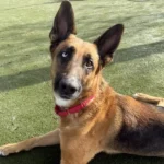 Winifred, a female, brown and black German Shepherd Dog