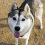 Akira, a spayed female, cream and black Siberian Husky mix