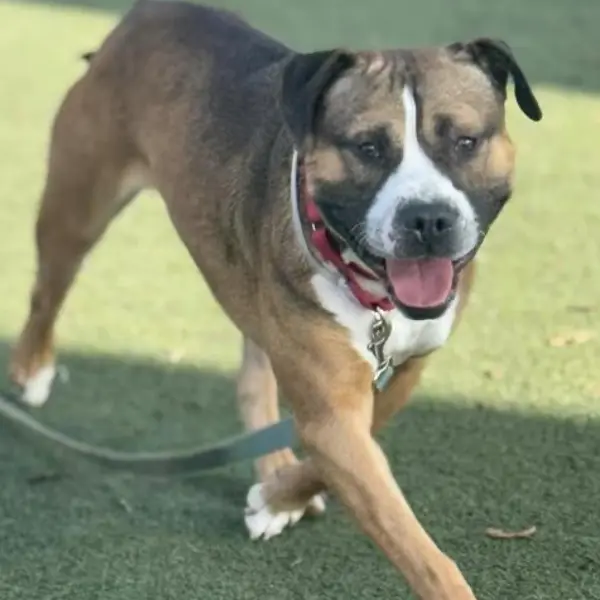 Alfalfa, a neutered male, brown and white Pit Bull Terrier.