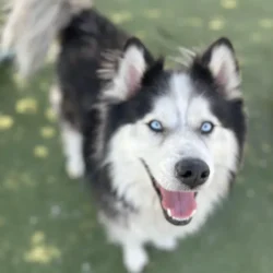 Arlo