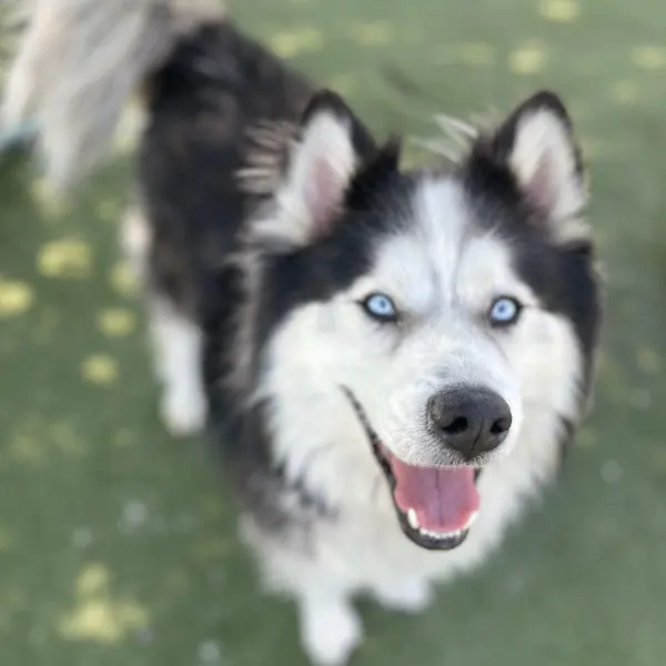 Arlo