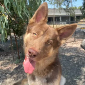 Balto, a brown and tan Siberian Husky mix