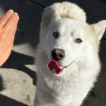 Beefcake, a neutered male, white and black Siberian Husky