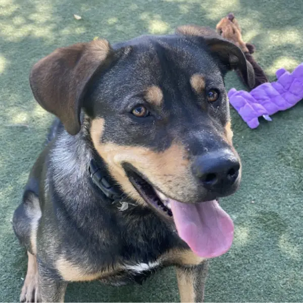 Carlton a brown and tan mixed breed dog