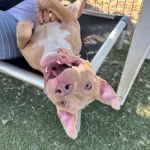 Chandon, a female, beige and white Pit Bull Terrier mix