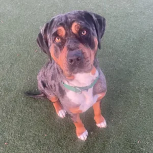 Coalette, a female, black and tricolor Catahoula Leopard Hound mix