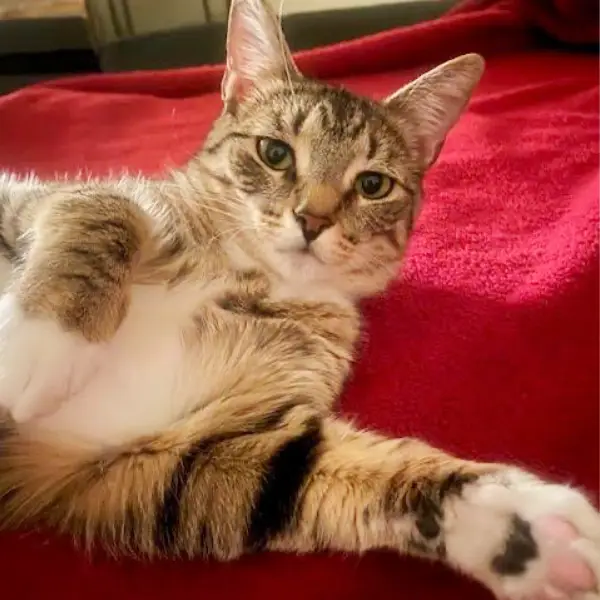 Coco