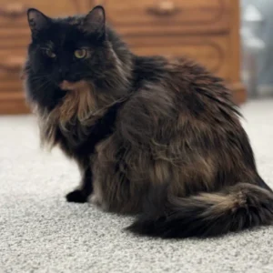 Coco