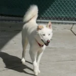 Cooper, a neutered male, cream and white Siberian Husky