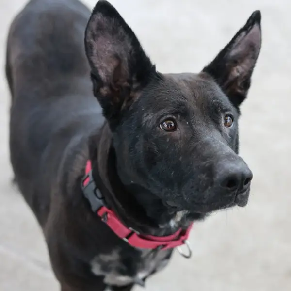 Destiny, a spayed female, black and white German Shepherd Dog