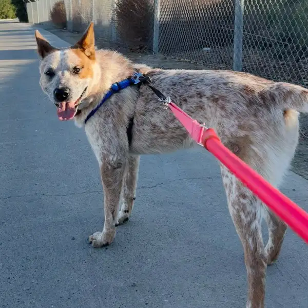 Dune, a male, red merle and white Australian Cattle Dog