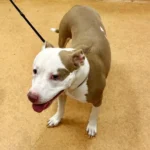 Etta, a female, tan and white Pit Bull Terrier