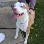 a female, tan and white Pit Bull Terrier