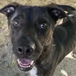 Garth, a male, tricolor and white Hound mix