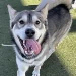 Gus, a male, black and white Siberian Husky