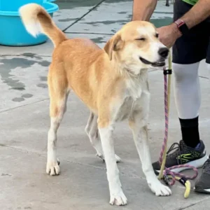 Josh, a tan and white Anatolian Shepherd mix