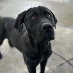 Joy, a black brindle Cane Corso